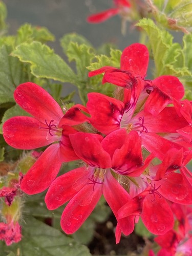 Unique pelargonium geranium - unique,