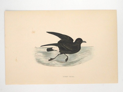 Stormy petrel british - stormy,