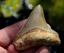 Mega megalodon shark tooth - mega,