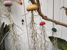 Spanish Moss Jellyfish  - Air Plant with Urchin Shell