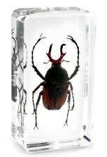 Real Antler Horned Beetle