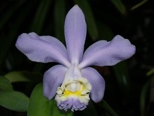 Cattleya loddigesii coerulea