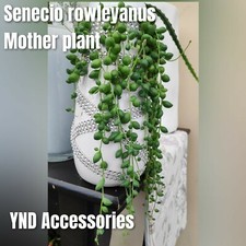4 Senecio rowleyanus string of