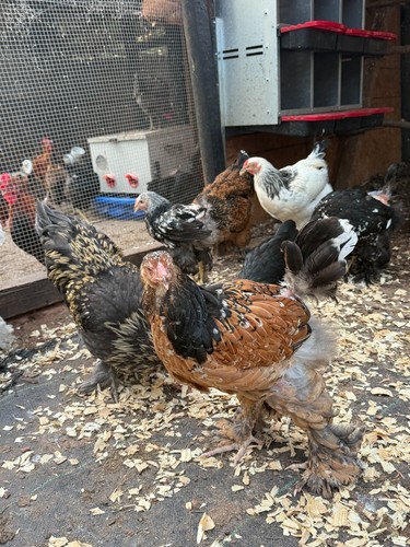 Brahma fertile hatching - fertile,