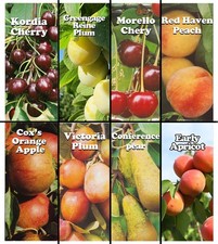 1 HARDY FRUIT TREE 4FT