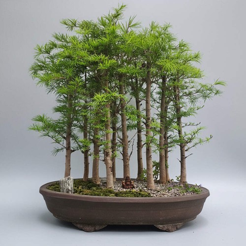 Pseudolarix bonsai forest - pseudolarix,