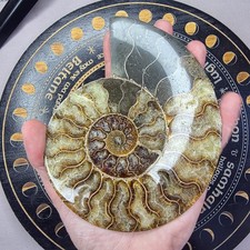 Large Ammonite Fossil With