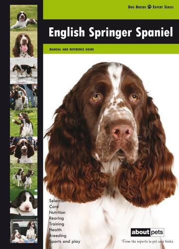 English springer spaniel dog - springer, spaniel: