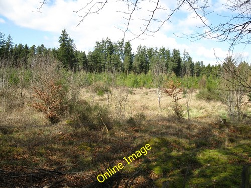 Photo 6x4 bogallan wood - bogallan,