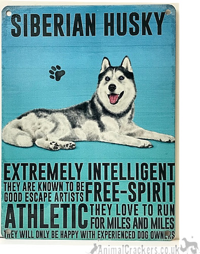 Siberian husky metal breed - husky,