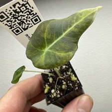 Alocasia black velvet Gold