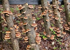 Shiitake Mushroom spawn dowels x30 | Fresh | FREE WAX | Same Day Dispatch