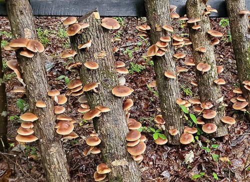 Shiitake mushroom spawn dowels - mushroom,