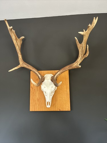 Wild fallow deer antlers - deer,