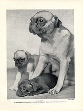 PUG MOTHER AND PUPPIES OLD