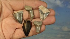 Mako Shark Teeth. Carcharodon