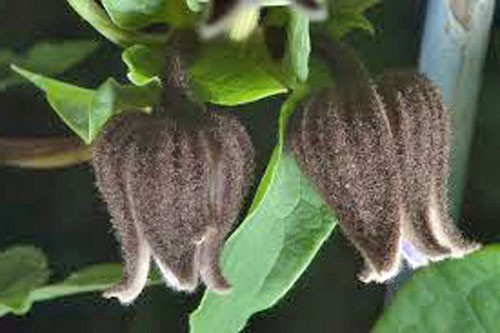 Clematis fusca brown - fusca,