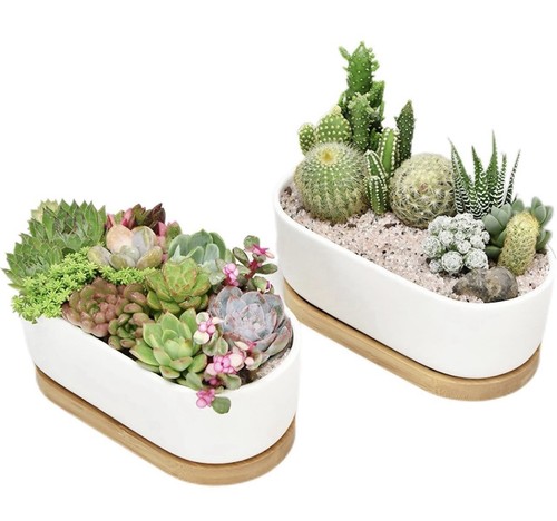 2pcs white ceramic - 2pcs, succulent