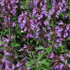 Greek Mint Sage Salvia