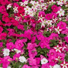 Petunia mini plug plants