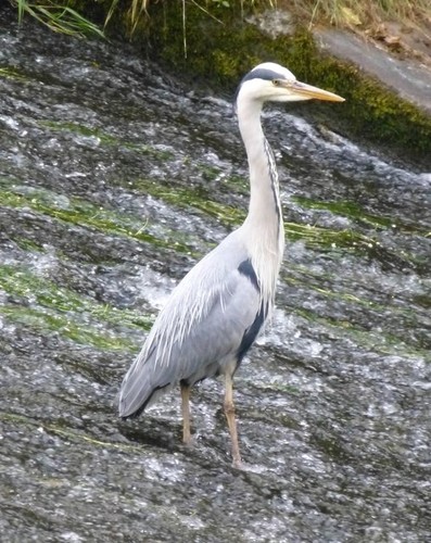 Photo 6x4 heron weir - photo, a
