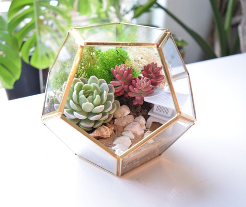 Terrarium kit with - kit, succulent