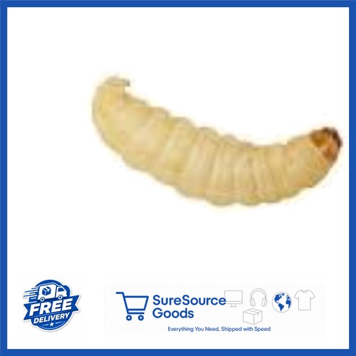 Nutritious live food wax worms - live,