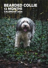Bearded Collie A3 2026