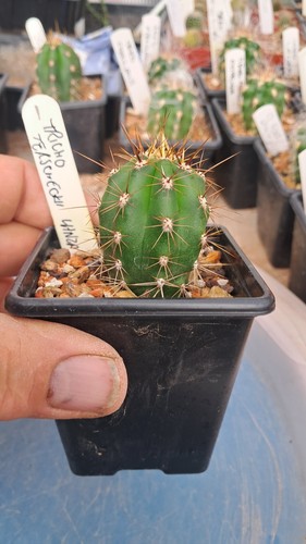 Ech tri terscheckii seed - ech/tri,