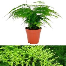 Asparagus Plumosus House Plant in a 12cm Pot - Asparagus Fern Plant