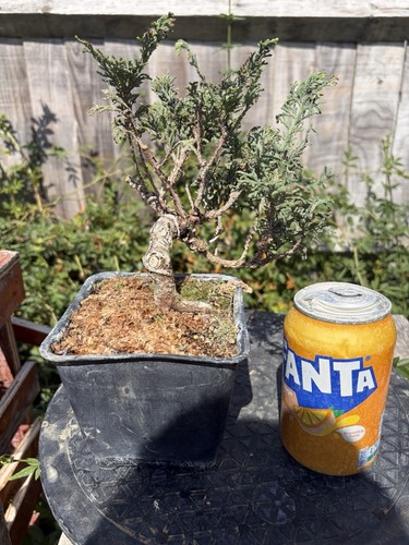 Yatsubusa hinoki cypress - hinoki,