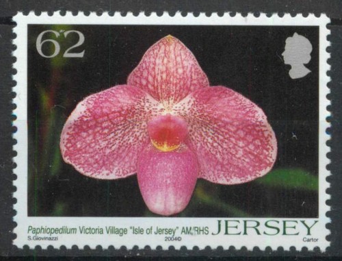 Paphiopedilum victoria village - victoria,