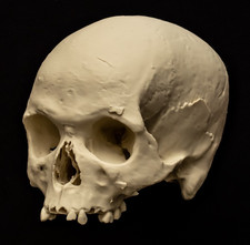 Human Skull Replica Real Scan