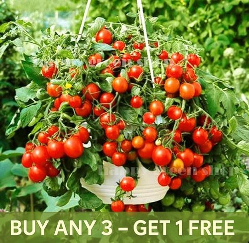 Vegetable cherry tomato - vegetable,