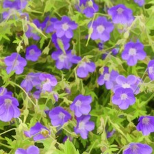 T&M Geranium Hardy Brookside