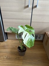 Highly Variegated Monstera