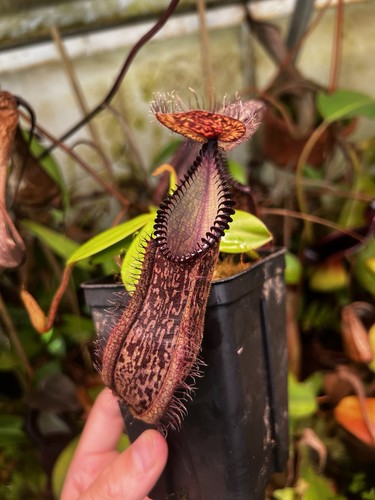 Nepenthes hamata 3380 - nepenthes, be-3380