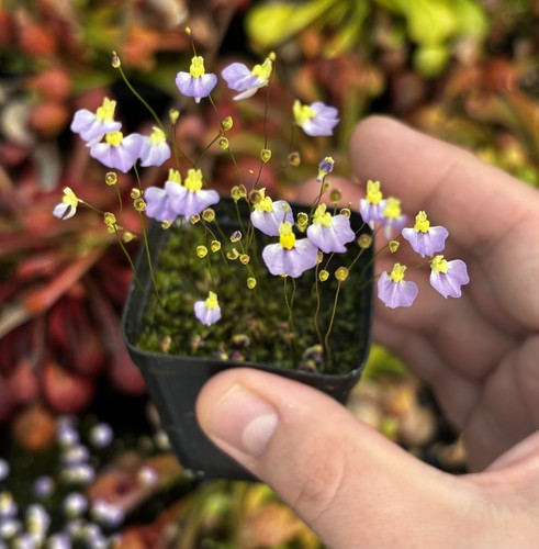 Utricularia bisquamata betty - utricularia, betty's