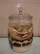 Taxidermy wet specimen - taxidermy,