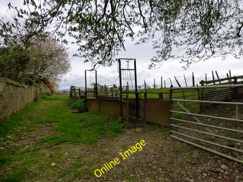 Photo 6x4 sheep handling - handling, pens