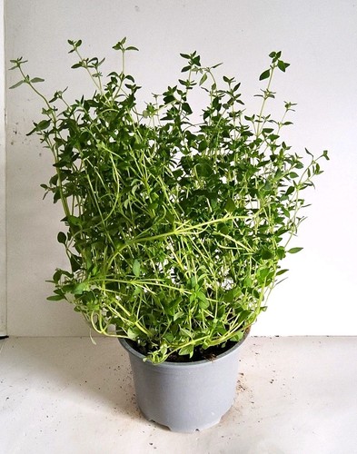 Thyme potted plant - thyme, (thymus)