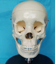 TONZN Medical Anatomical Skull Model - Life Size Human Skull Model Anatomical