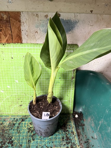 Canna plant perennial lot - -,