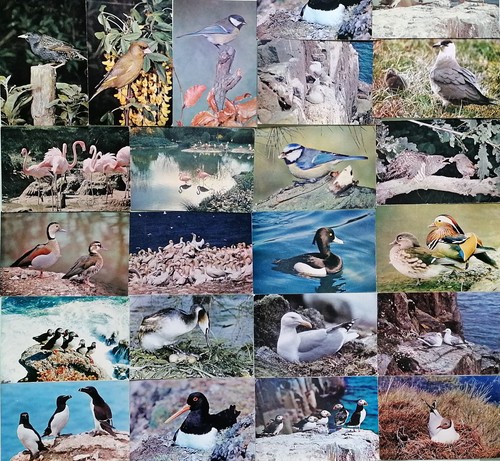 Dixon postcards animals - dixon,
