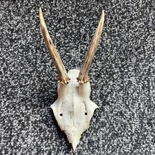 European Roe Deer Skull