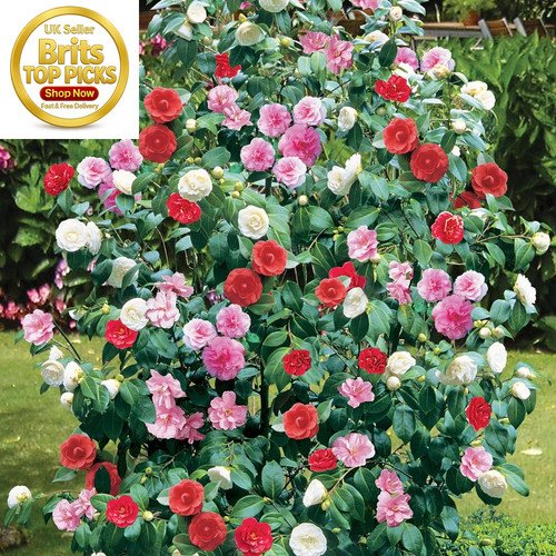 Camellia tricolour red - 1,