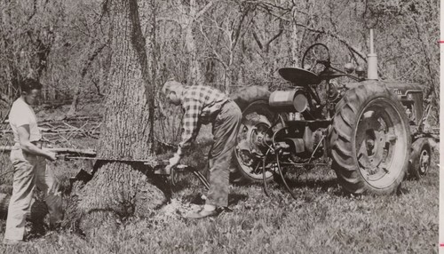 1950s 8x10 hydroflow - 1950s, tree
