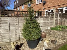 Pine fir tree, grown from
