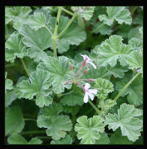 Scented pelargonium geranium - geranium, x