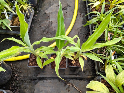 Musa cheesmanii cm pot - cheesmanii,
